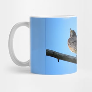 American Robin-2 Mug